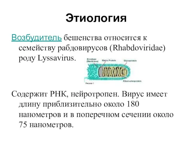Этиология Возбудитель бешенства относится к семейству рабдовирусов (Rhabdoviridae) роду Lyssavirus. Содержит