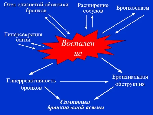 Воспаление Гиперреактивность бронхов Бронхиальная обструкция Симптомы бронхиальной астмы Отек слизистой оболочки