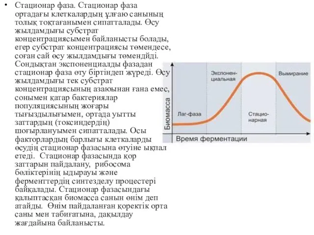 Стационар фаза. Стационар фаза ортадағы клеткалардың ұлғаю санының толық тоқтағанымен сипатталады.