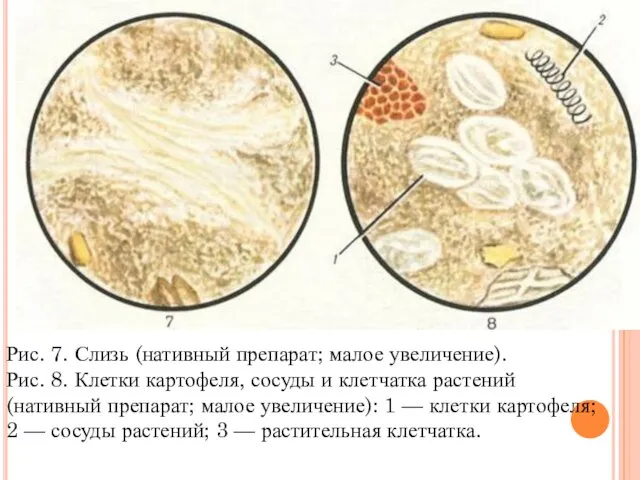 Рис. 7. Слизь (нативный препарат; малое увеличение). Рис. 8. Клетки картофеля,