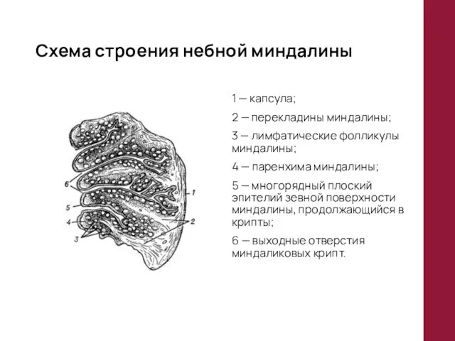 Схема строения небной миндалины 1 — капсула; 2 — перекладины миндалины;