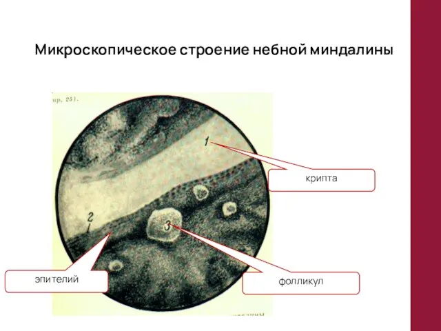 Микроскопическое строение небной миндалины крипта эпителий фолликул