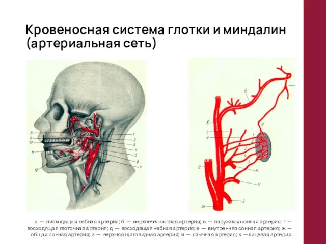 Кровеносная система глотки и миндалин (артериальная сеть) а — нисходящая небная