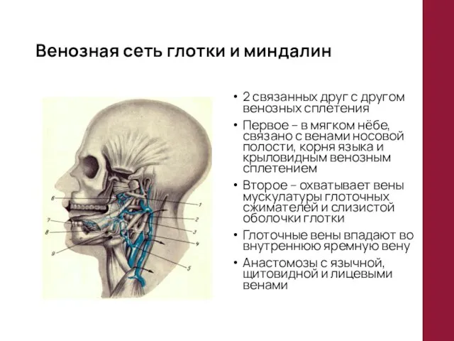 Венозная сеть глотки и миндалин 2 связанных друг с другом венозных