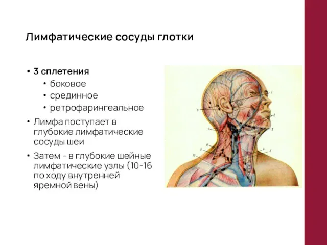 Лимфатические сосуды глотки 3 сплетения боковое срединное ретрофарингеальное Лимфа поступает в