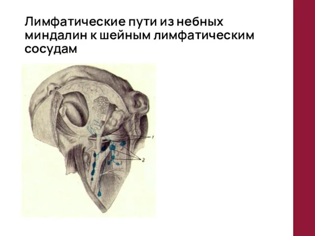 Лимфатические пути из небных миндалин к шейным лимфатическим сосудам