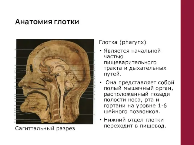 Анатомия глотки Глотка (pharynx) Является начальной частью пищеварительного тракта и дыхательных