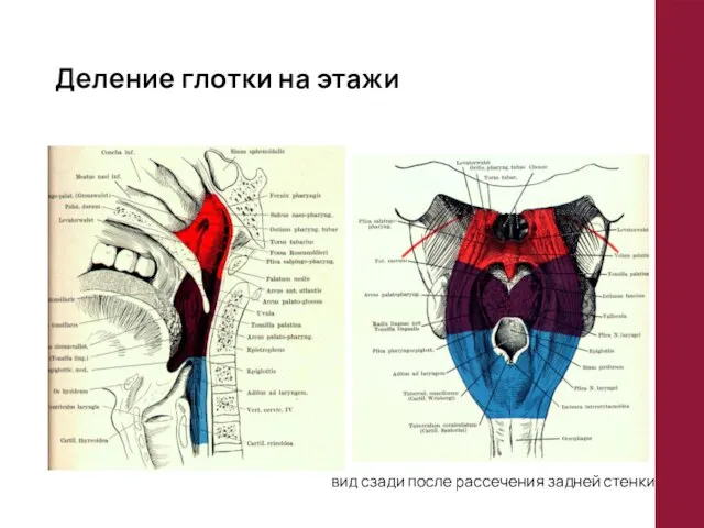 Деление глотки на этажи вид сзади после рассечения задней стенки