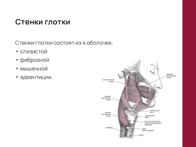 Стенки глотки Стенки глотки состоят из 4 оболочек: слизистой фиброзной мышечной адвентиции.