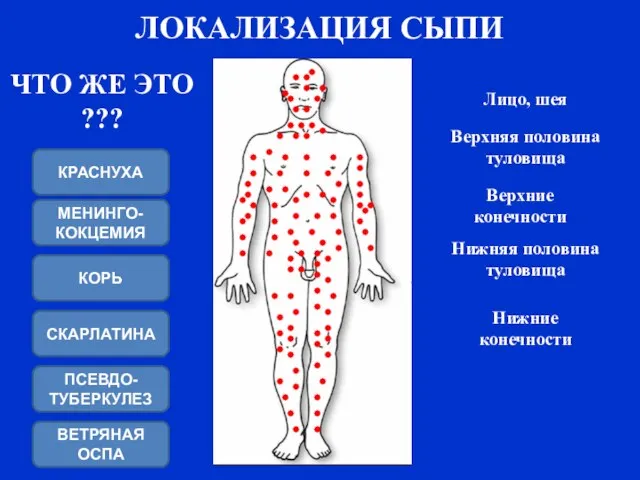 Верхние конечности Нижние конечности Нижняя половина туловища Лицо, шея Верхняя половина