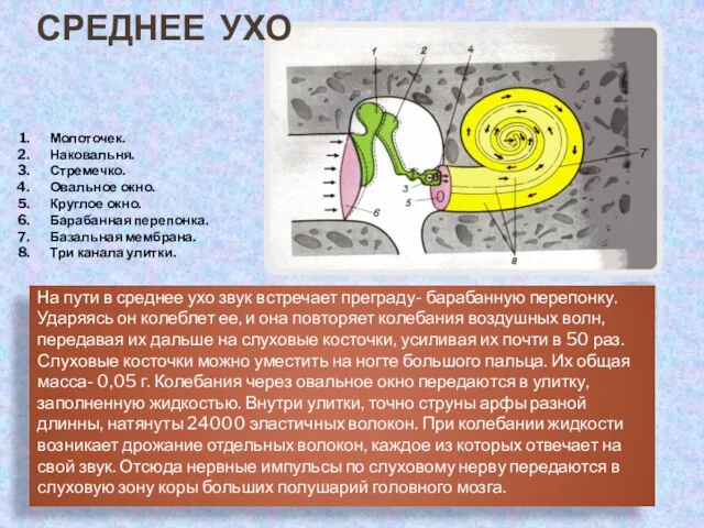 На пути в среднее ухо звук встречает преграду- барабанную перепонку. Ударяясь