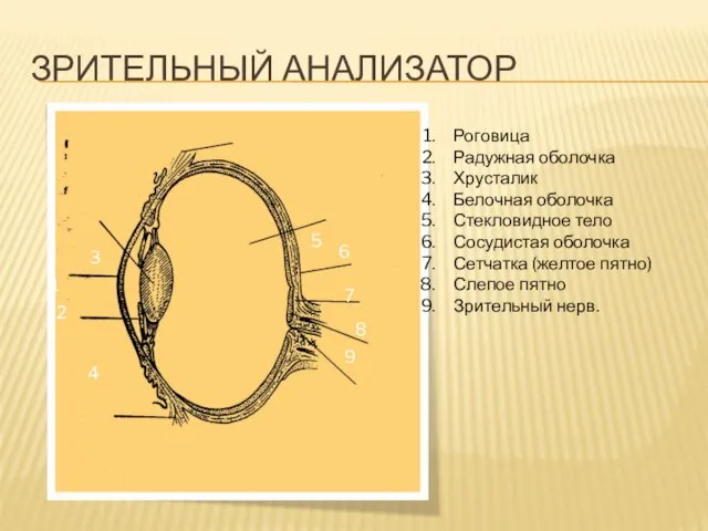 ЗРИТЕЛЬНЫЙ АНАЛИЗАТОР 1 2 3 4 6 7 8 9 Роговица