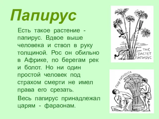 Папирус Есть такое растение - папирус. Вдвое выше человека и ствол