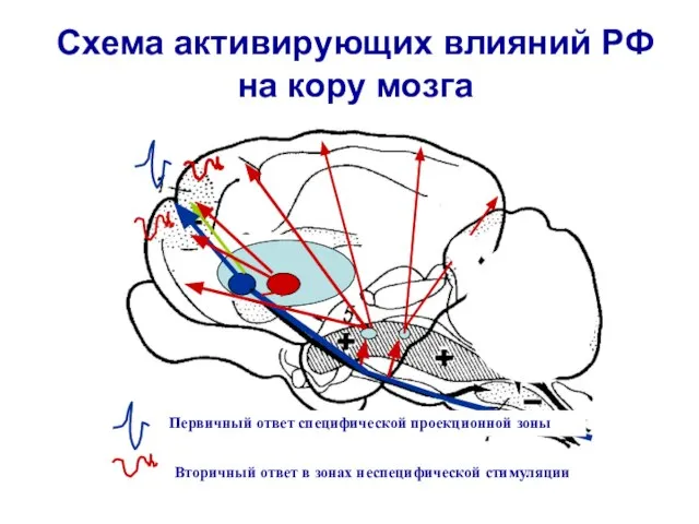 Схема активирующих влияний РФ на кору мозга Первичный ответ специфической проекционной