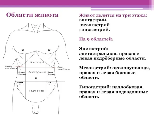 Живот делится на три этажа: эпигастрий, мезогастрий гипогастрий. На 9 областей.