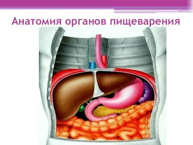 Анатомия органов пищеварения