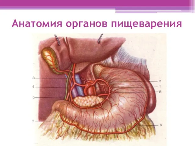 Анатомия органов пищеварения