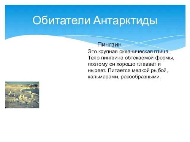 Обитатели Антарктиды Пингвин Это крупная океаническая птица. Тело пингвина обтекаемой формы,