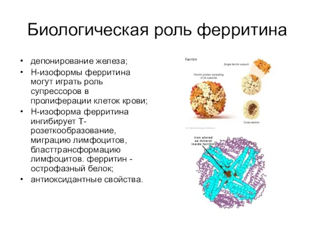 Биологическая роль ферритина депонирование железа; Н-изоформы ферритина могут играть роль супрессоров