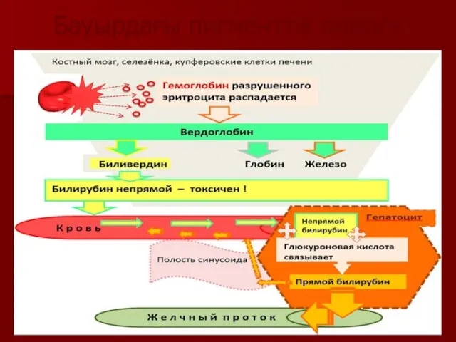 Бауырдағы пигменттік алмасу