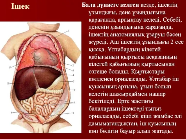 Ішек Бала дүниеге келген кезде, ішектің ұзындығы, дене ұзындығына қарағанда, артықтау