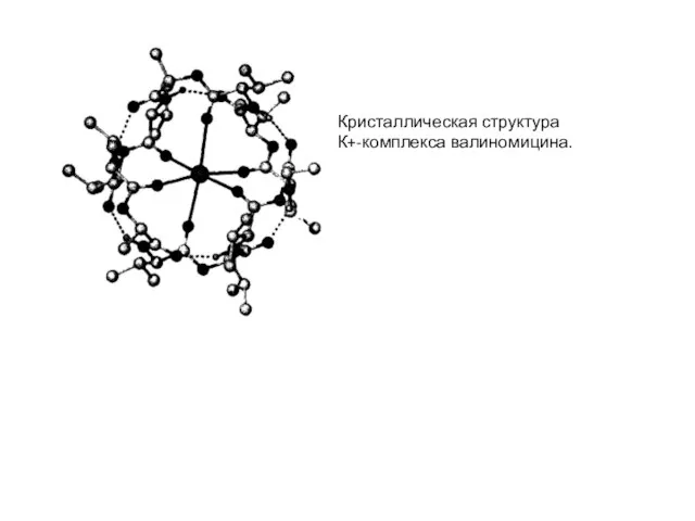 Кристаллическая структура К+-комплекса валиномицина.