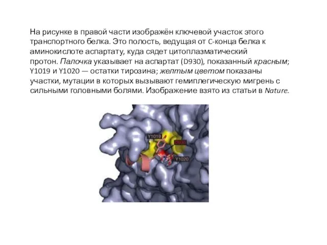 На рисунке в правой части изображён ключевой участок этого транспортного белка.