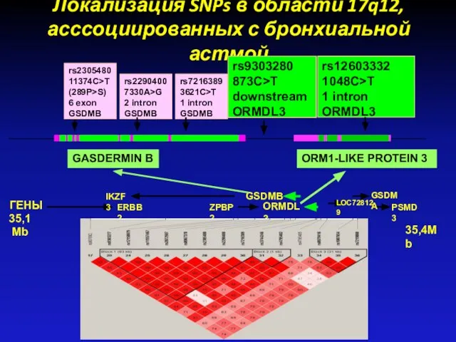 Локализация SNPs в области 17q12, асссоциированных с бронхиальной астмой rs9303280 873C>T downstream ORMDL3