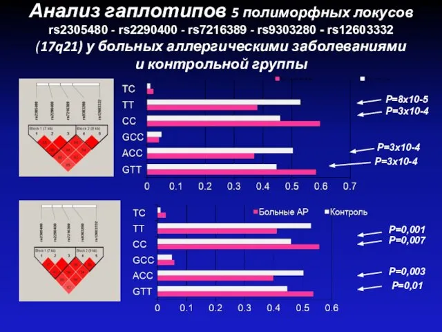 Анализ гаплотипов 5 полиморфных локусов rs2305480 - rs2290400 - rs7216389 -