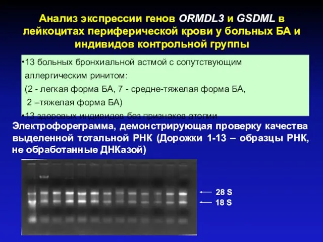 Анализ экспрессии генов ORMDL3 и GSDML в лейкоцитах периферической крови у