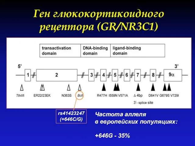 Ген глюкокортикоидного рецептора (GR/NR3C1) rs41423247 (+646C/G) Частота аллеля в европейских популяциях: +646G - 35%