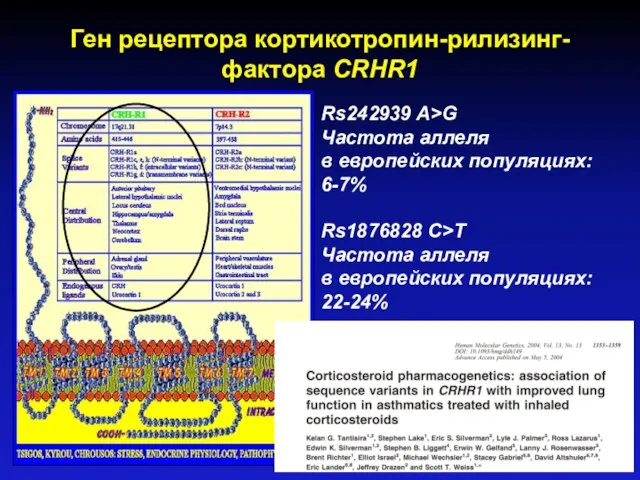 Ген рецептора кортикотропин-рилизинг-факторa CRHR1 Rs242939 A>G Частота аллеля в европейских популяциях: