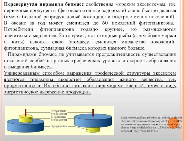 Перевернутая пирамида биомасс свойственна морским экосистемам, где первичные продуценты (фитопланктонные водоросли)