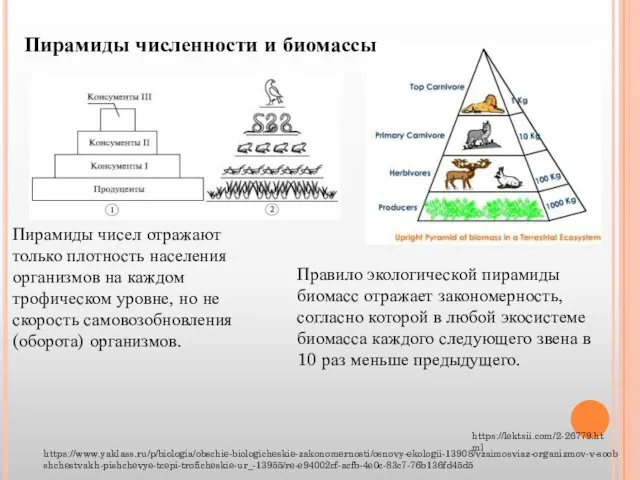 Правило экологической пирамиды биомасс отражает закономерность, согласно которой в любой экосистеме