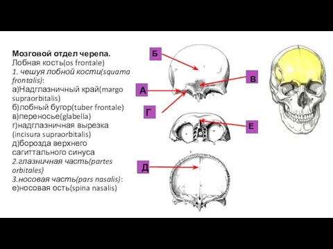 Мозговой отдел черепа. Лобная кость(os frontale) 1. чешуя лобной кости(squama frontalis):