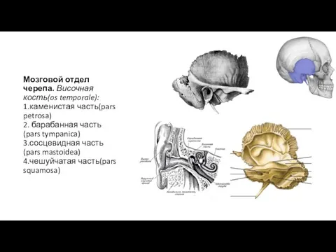 Мозговой отдел черепа. Височная кость(os temporale): 1.каменистая часть(pars petrosa) 2. барабанная