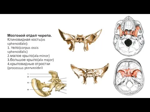 Мозговой отдел черепа. Клиновидная кость(os sphenoidale): 1. тело(corpus ossis sphenoidalis) 2.малое