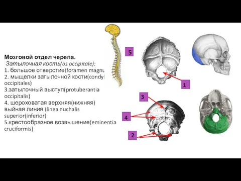 Мозговой отдел черепа. Затылочная кость(os occipitale): 1. большое отверстие(foramen magnum) 2.