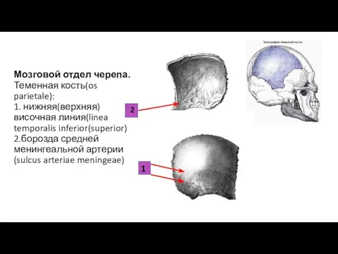 Мозговой отдел черепа. Теменная кость(os parietale): 1. нижняя(верхняя) височная линия(linea temporalis