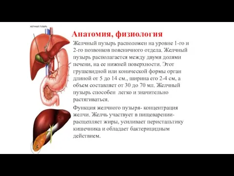 Анатомия, физиология Желчный пузырь расположен на уровне 1-го и 2-го позвонков