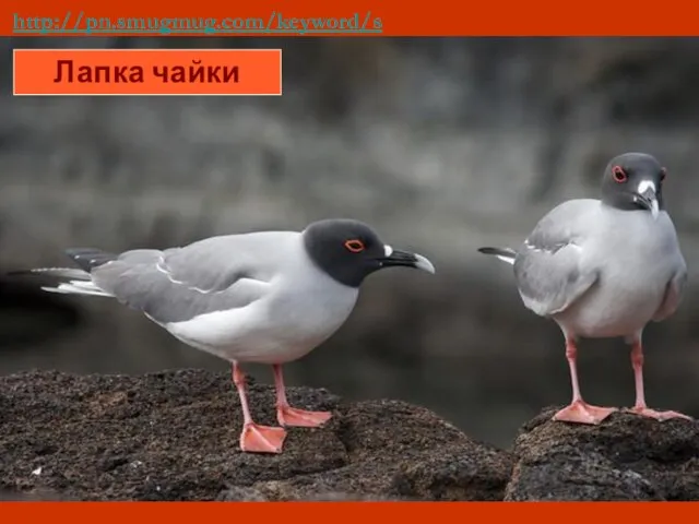 http://pn.smugmug.com/keyword/swallowtailed%20gull/1/342686091_GDV9Y#!i=342686091&k=GDV9Y Лапка чайки