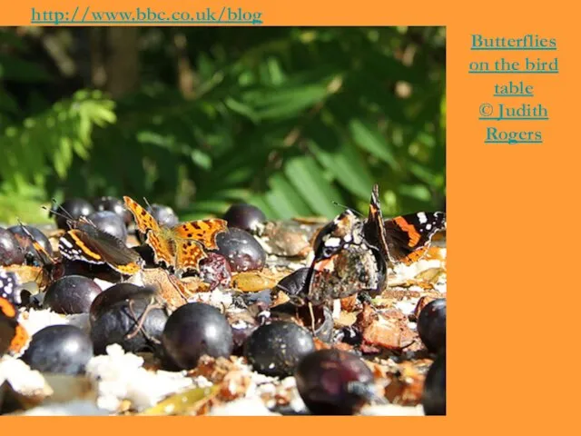 http://www.bbc.co.uk/blogs/natureuk/2010/10/autumnwatch-team-flickr-favour-2.shtml Butterflies on the bird table © Judith Rogers