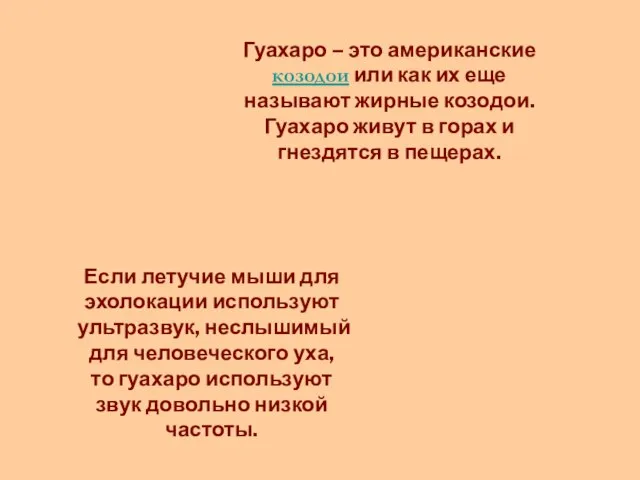 Гуахаро – это американские козодои или как их еще называют жирные