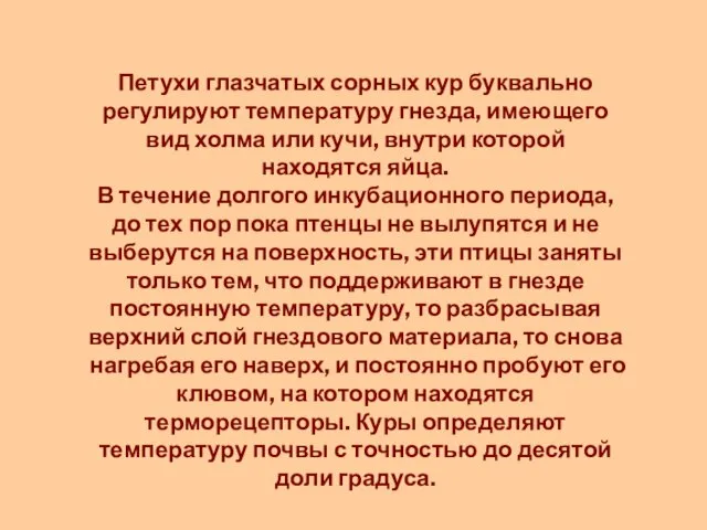 Петухи глазчатых сорных кур буквально регулируют тем­пературу гнезда, имеющего вид холма