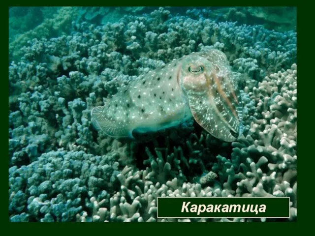 Каракатица