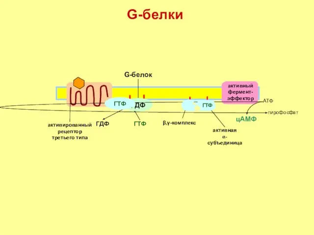 G-белки неактивный фермент-эффектор активная α-субъединица активный фермент-эффектор ГТФ β,γ-комплекс ГТФ