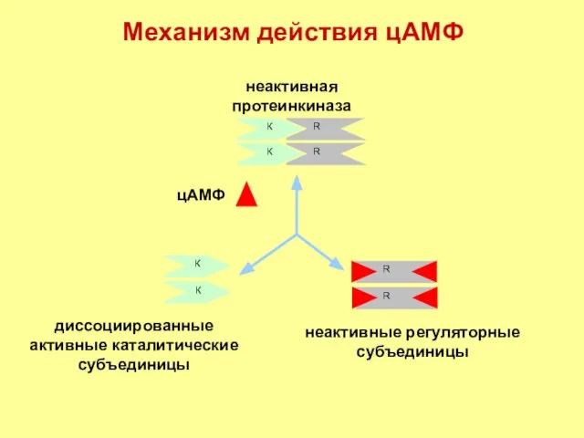 Механизм действия цАМФ