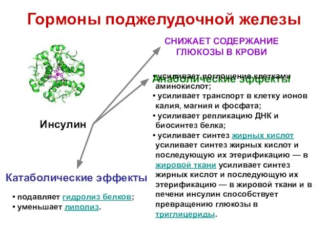 Гормоны поджелудочной железы Инсулин СНИЖАЕТ СОДЕРЖАНИЕ ГЛЮКОЗЫ В КРОВИ Анаболические эффекты