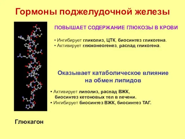 Гормоны поджелудочной железы Глюкагон ПОВЫШАЕТ СОДЕРЖАНИЕ ГЛЮКОЗЫ В КРОВИ Оказывает катаболическое