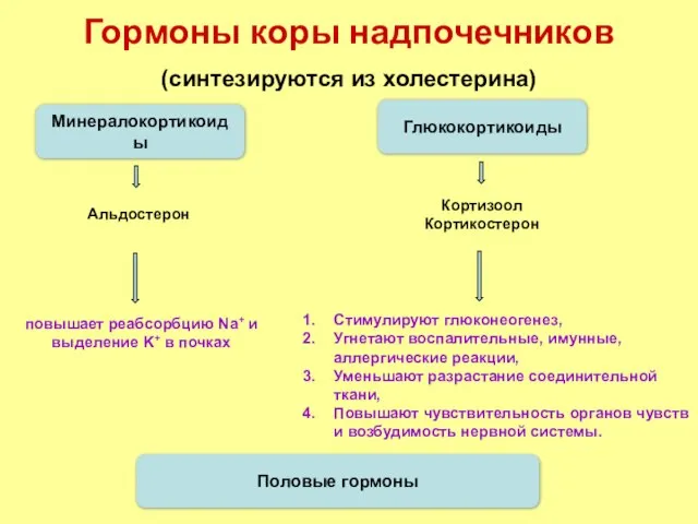 Гормоны коры надпочечников (синтезируются из холестерина) Минералокортикоиды Глюкокортикоиды Альдостерон повышает реабсорбцию